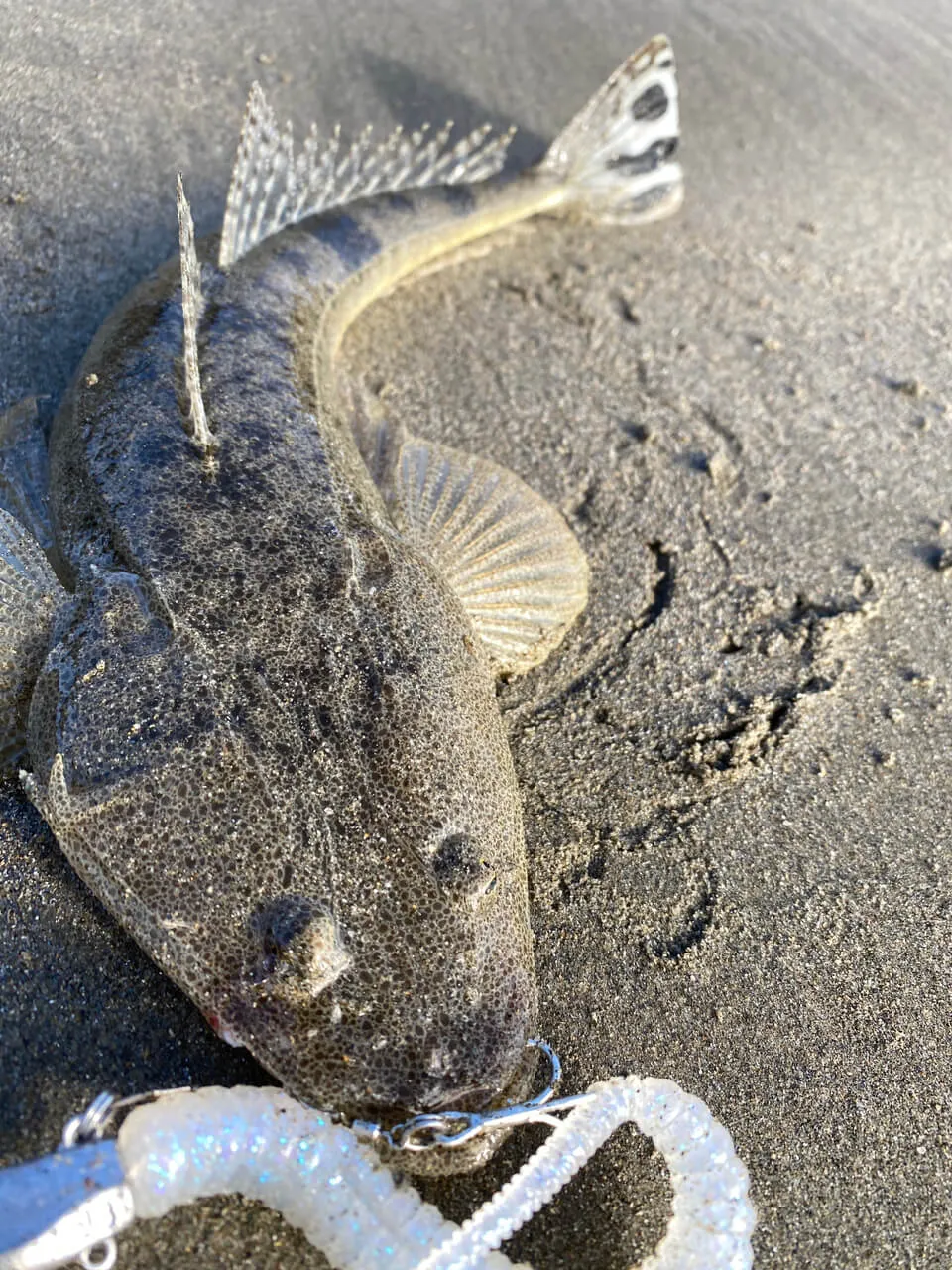 六畳一間の狼ハヤマ